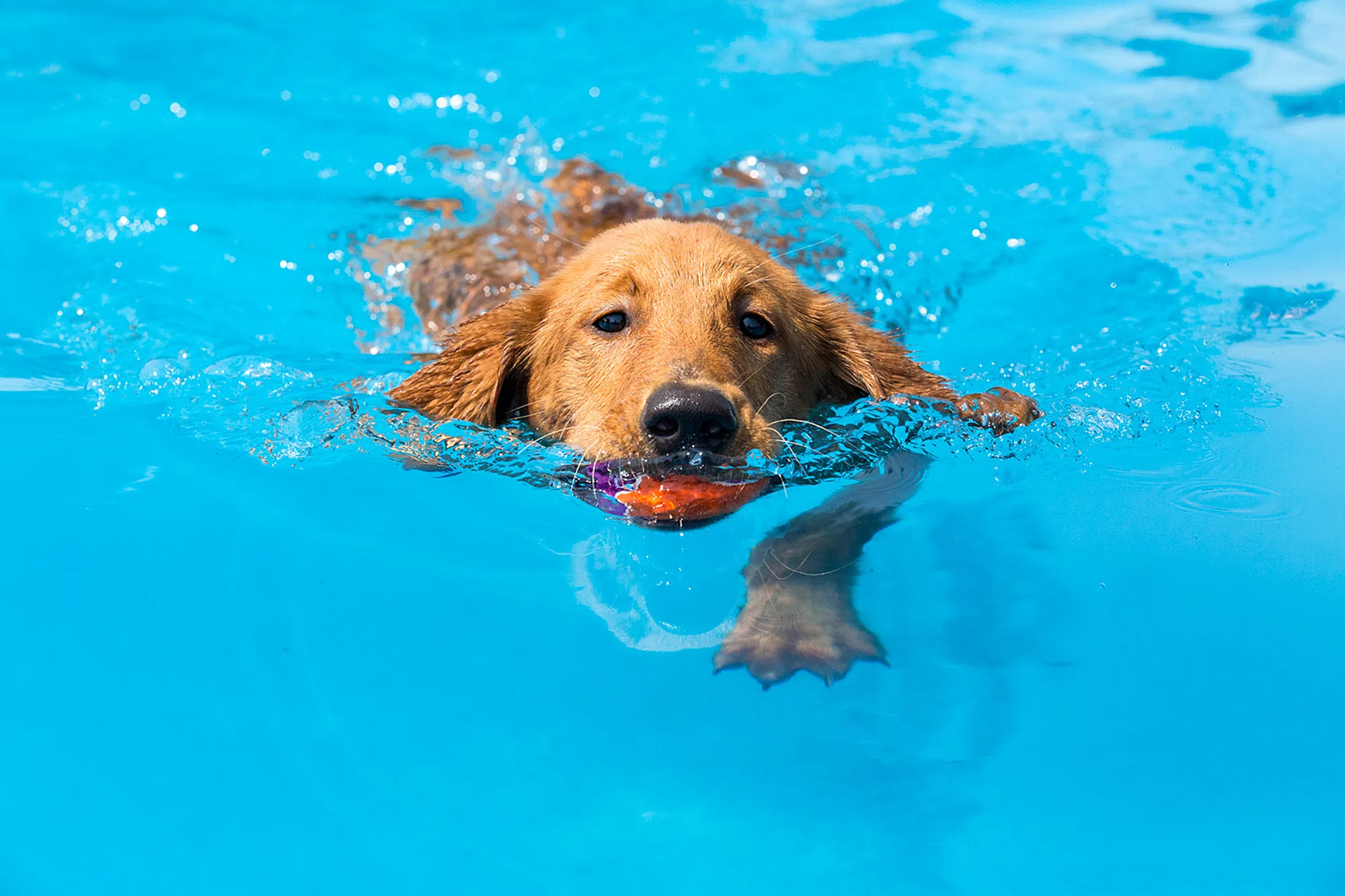 Azoria fiberglass pool dog owners